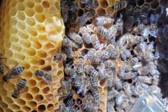 Bienen-befuellen-die-Waben-mit-Honig