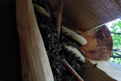 Dunkle-Bienen-in-ihrer-Behausung