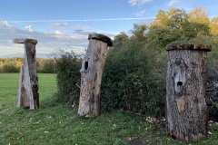 natuerliche-Baumhoehlen-welche-von-Bienen-genutzt-wurden-als-Ausstellungsobjekt